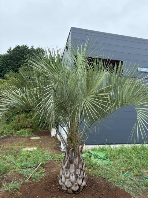 ヤシの木植樹しました!