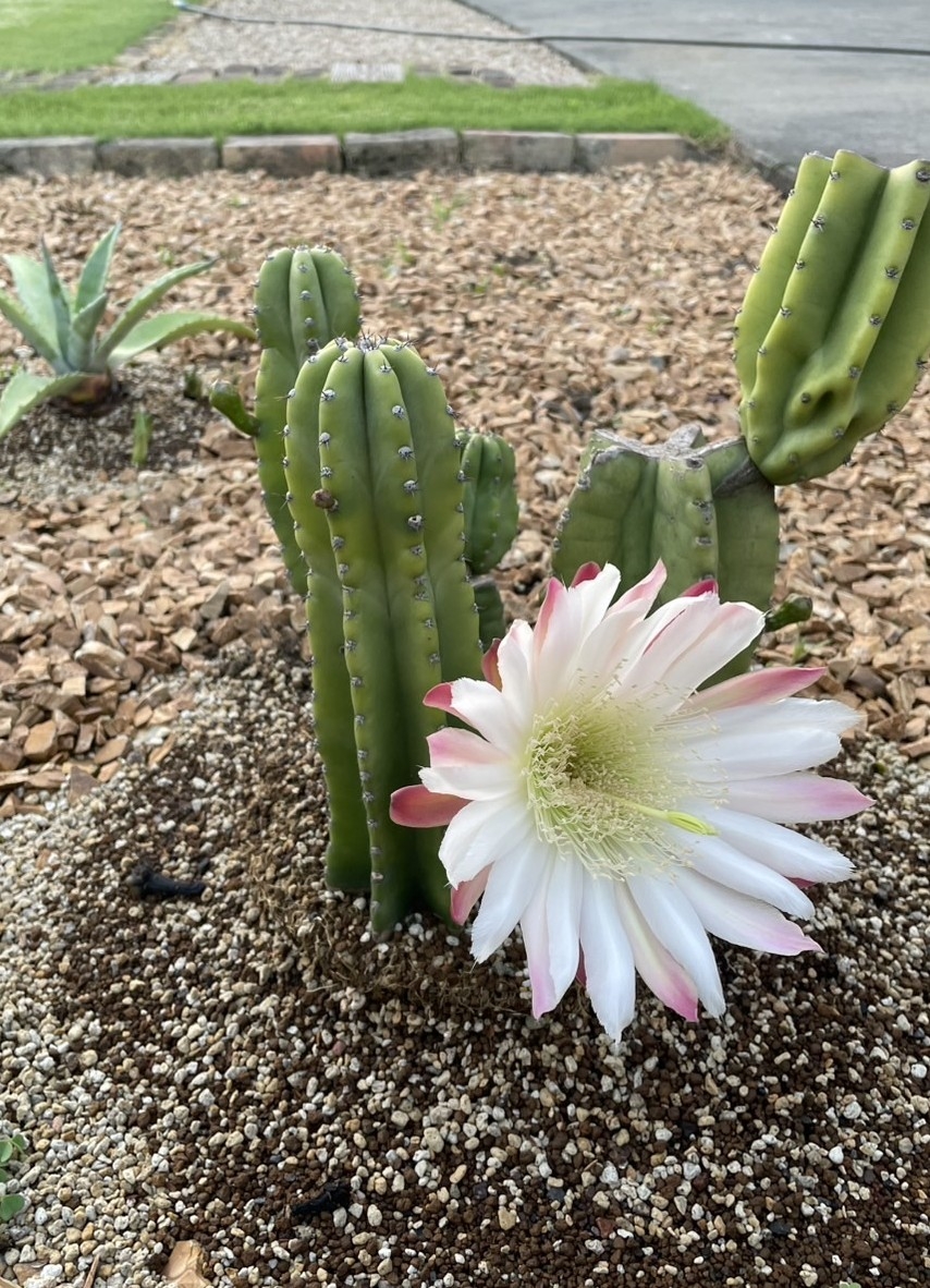  花が咲きました！ 